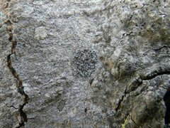 Opegrapha