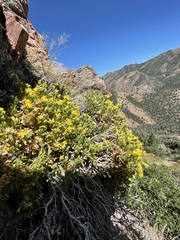Ericameria obovata