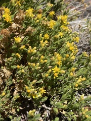 Ericameria obovata