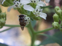 Copestylum tamaulipanum