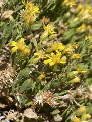 Ericameria obovata