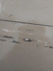 Xenolepisma globosum