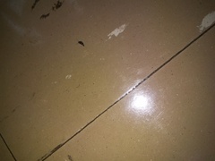 Xenolepisma globosum