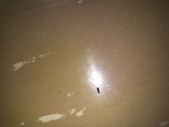 Xenolepisma globosum