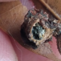 Amphibolips quercusracemaria