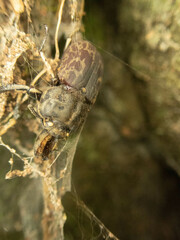 Ryssonotus nebulosus