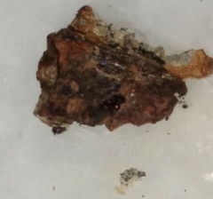 Amphibolips quercusracemaria