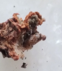 Amphibolips quercusracemaria