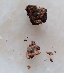 Amphibolips quercusracemaria