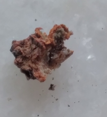 Amphibolips quercusracemaria