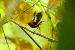 Machaeropterus deliciosus