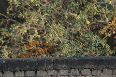 Setophaga coronata auduboni