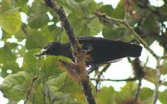 Cephalopterus penduliger