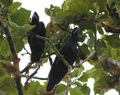 Cephalopterus penduliger