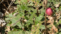 Andricus quercustozae