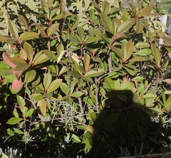 Magnoliopsida