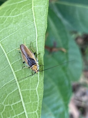 Balta bicolor