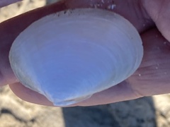 Periploma planiusculum