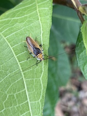 Balta bicolor