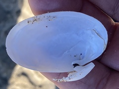 Periploma planiusculum