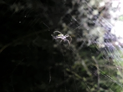 Novaranea queribunda