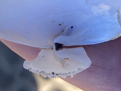 Periploma planiusculum