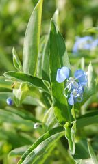 Commelina forskaolii