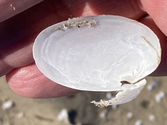 Periploma planiusculum