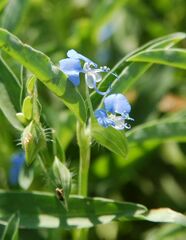 Commelina forskaolii