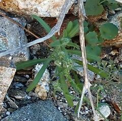 Cryptantha barbigera