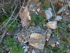 Cryptantha barbigera