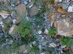 Cryptantha barbigera