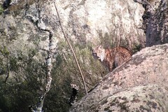 Lynx pardinus