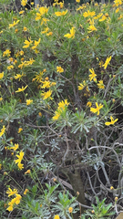 Euryops pectinatus