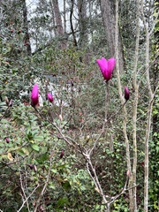 Magnolia liliiflora