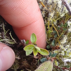 Leptostigma setulosum