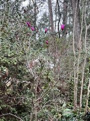 Magnolia liliiflora