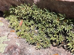Trifolium andinum
