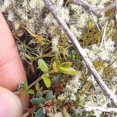 Leptostigma setulosum