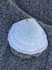 Semele decisa