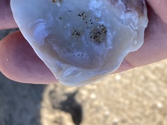 Semele decisa