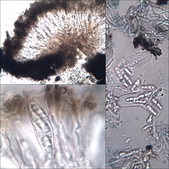 Opegrapha