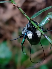 Ctenioschelus goryi