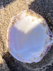 Semele decisa