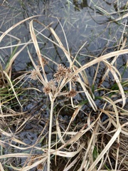 Cyperus entrerianus