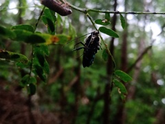 Ctenioschelus goryi