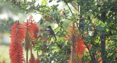 Sephanoides sephaniodes