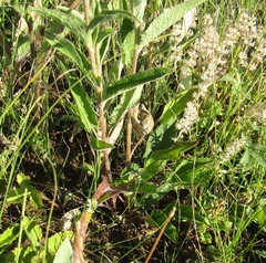 Campanula glomerata farinosa