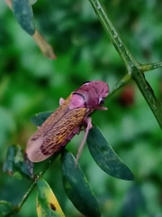 Proconiini