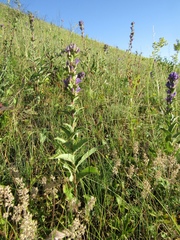 Campanula glomerata farinosa